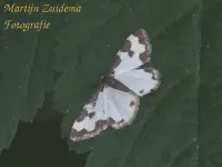 Gerande spanner [Lomaspilis marginata]